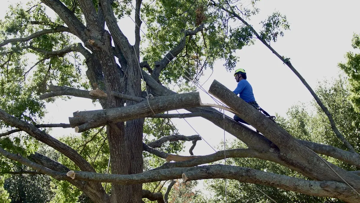Professional Hazardous Tree Removal performed by certified arborists in East Branch