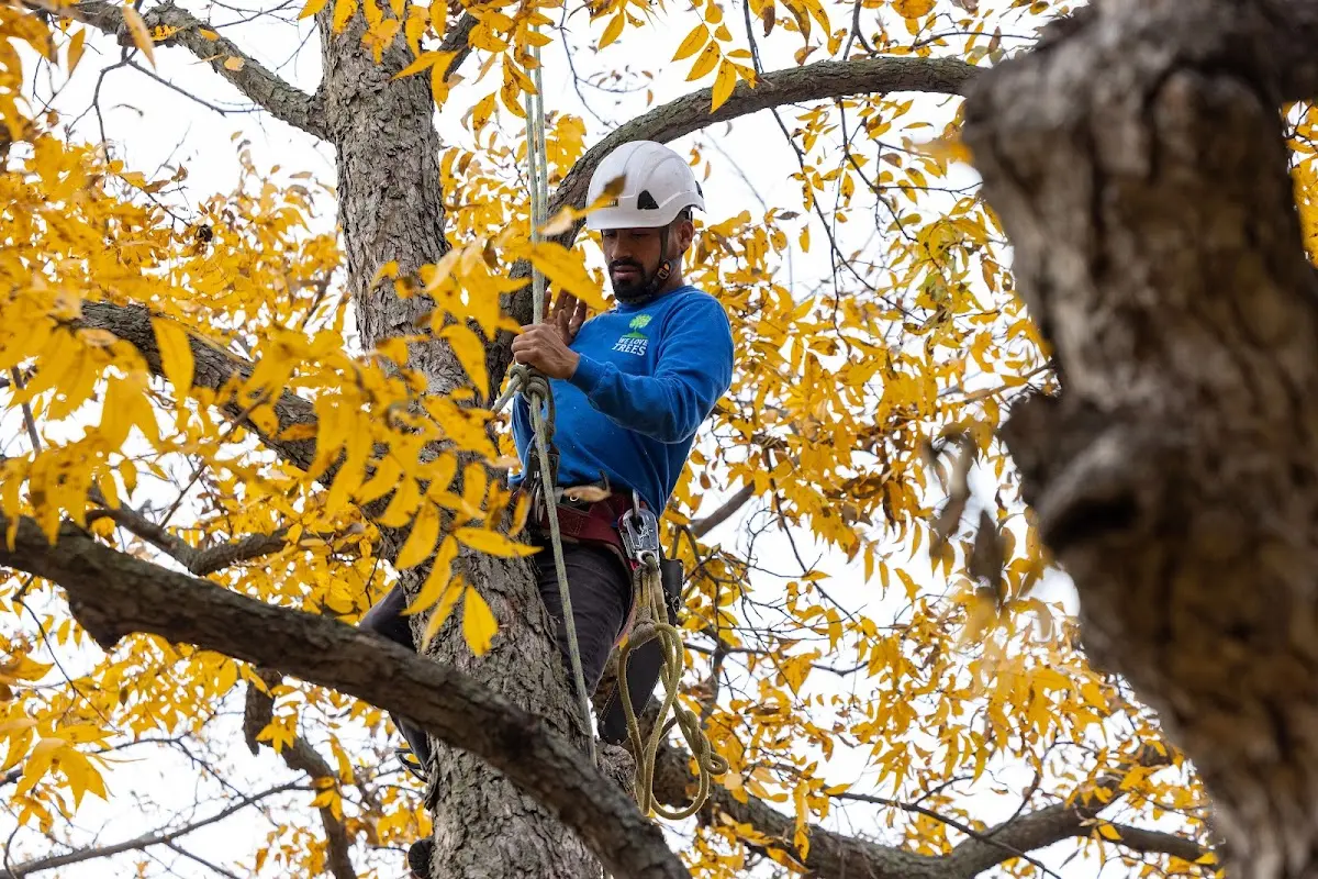 Skilled Storm Damage Cleanup crew working in East Branch
